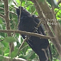 Eastern Koel in the Rufous Owl roost tree ヒガシオニカッコウ<br />Canon EOS 7D + EF400 F5.6